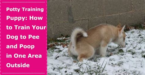 Potty Training Puppy: How to Train Your Dog to Pee and Poop in One Area Outside - PetXU