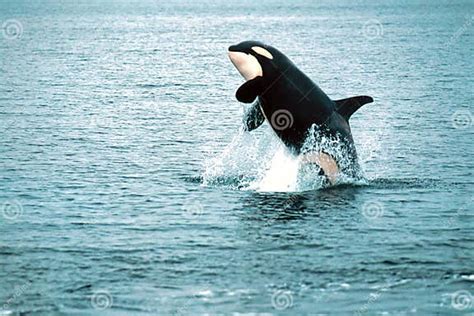 Killer Whale Breaching (Orcinus Orca), Alaska, Southeast Alaska, Near Frederick Sound Stock ...