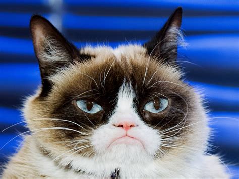 Grumpy Cat's Death Marks the End of the Joyful Internet | WIRED