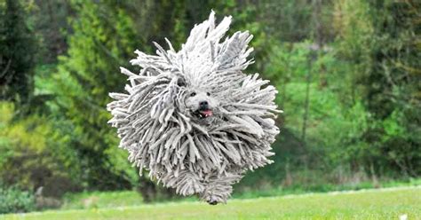 14 Animals With the Craziest Hairstyles That’ll Make Your Day