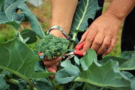 Harvesting Broccoli | How & When To Harvest Broccoli Like A Pro - THE SAGE