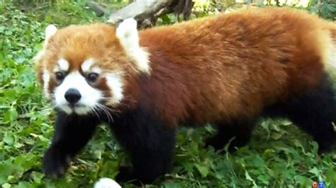 Red panda death sparks protest in Vancouver | CTV News Winnipeg