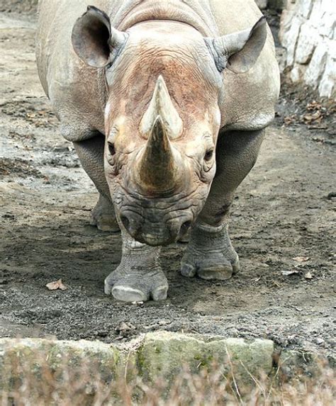 7 Amazing Facts about the Black Rhinoceros | Black rhinoceros, Rhinoceros, Unusual animals