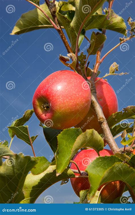 Apple tree stock image. Image of energy, apple, mixed - 61373305