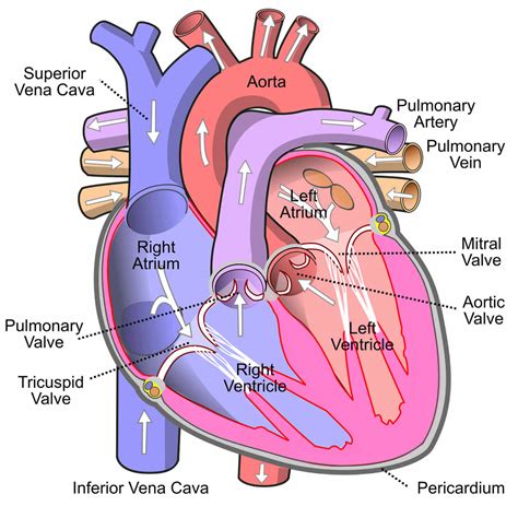 Pulmonary valve stenosis causes, symptoms, diagnosis & treatment