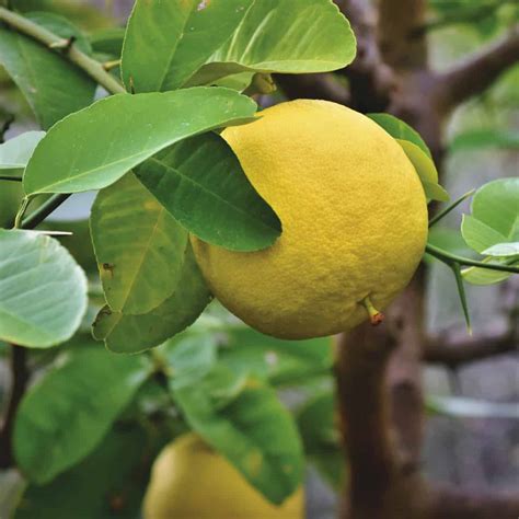 Grapefruit Tree (Growing, Caring For, Grapefruit Uses)