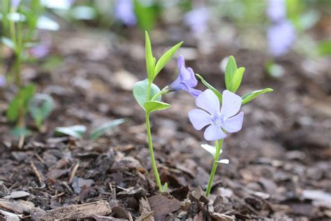 Growing Periwinkle, Vinca Minor – How to Care for this Ground Cover - Plantopedia