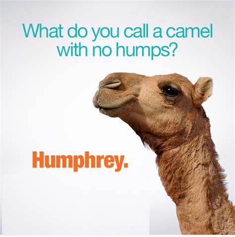 funny wednesday hump day camel