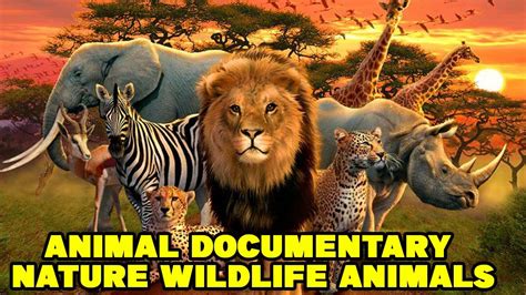 Animal Planet Wild Amazon Documentary Youtube