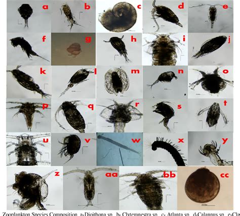 What Are The Different Types Of Zooplankton at Dona Marshall blog