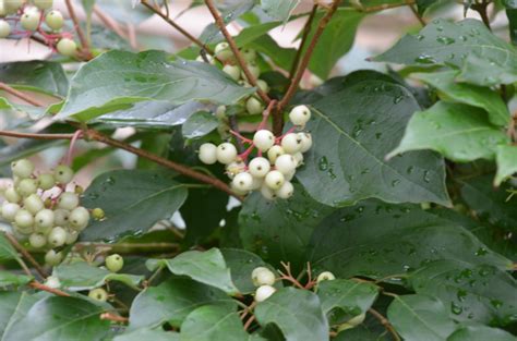 Stoloniferous Dogwoods Jazz Up The Winter Landscape | What Grows There ...