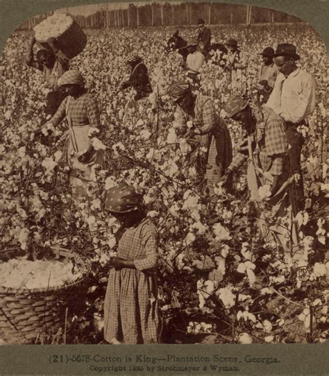 Cotton Plantations Slavery