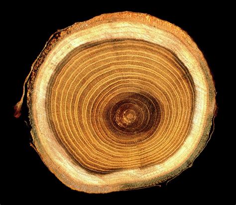 Growth Rings On Tree Trunk Photograph by Sheila Terry/science Photo Library - Pixels