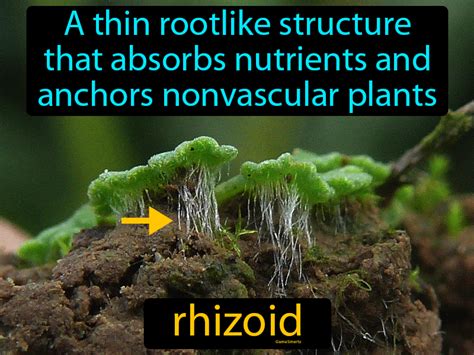 Rhizoid Definition & Image | Flippy Flashcards