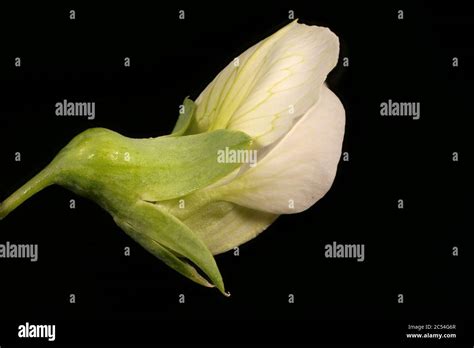 Pisum sativum flower hi-res stock photography and images - Alamy