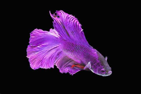 The 10 Best Betta Fish Tank Mates BeChewy, 40% OFF, 46% OFF