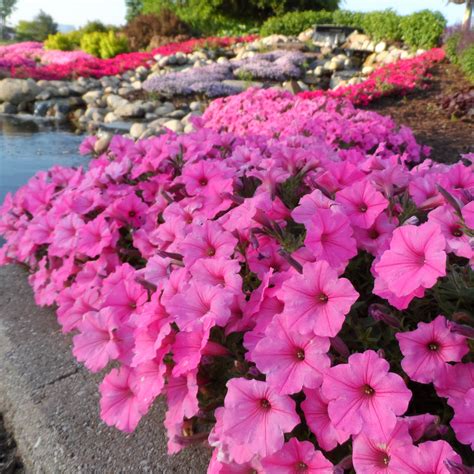 Petunia SUPERTUNIA Vista Bubblegum - Buy Petunia Annuals Online