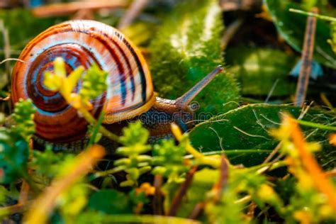 The snail in the garden stock photo. Image of brown - 232660186