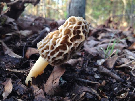 Michigan’s morel mushroom guide - Empowering Michigan