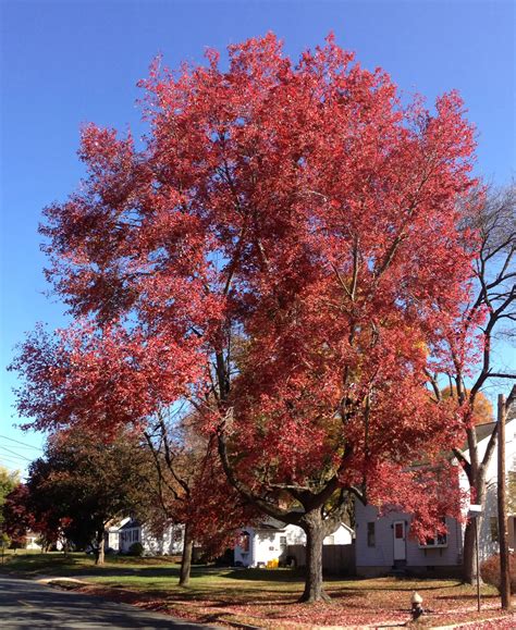 State Tree of Rhode Island | Red Maple | Symbol Hunt