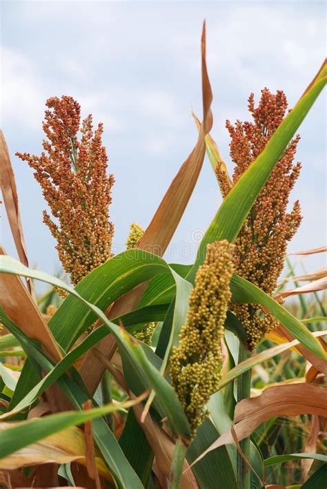 Sorghum. A field of ripening sorghum under the hot summer sun in Texas , #Aff, #ripening, # ...