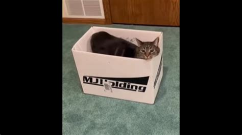 Pet cats ‘fits and sits’ into progressively smaller boxes in this viral ...