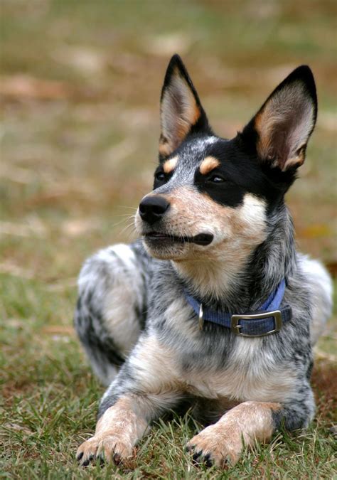 Blue Heeler Names - 200 Brilliant Ideas For Australian Cattle Dog Puppies