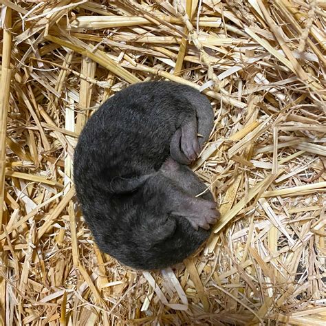 otter pups 2020_001 | Potter Park Zoo