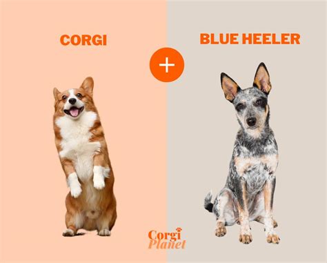 What Does A Full Grown Corgi Heeler Mix Look Like? - Corgi Planet