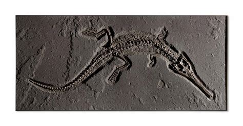 A VERY LARGE FOSSIL CROCODILE , GERMANY | Christie's