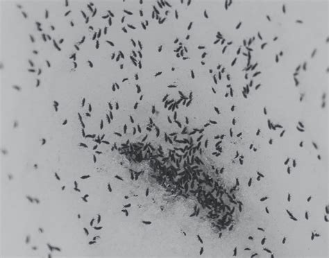 Snow Fleas: When a “Flea” isn’t a Flea - Insect Diagnostic Lab