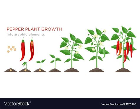 Chilli pepper plant growth stages infographic elements in flat design ...