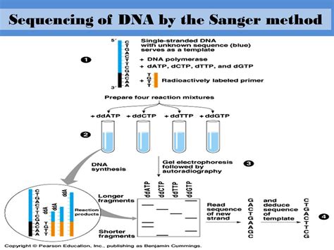 Sanger Sequencing Diagram