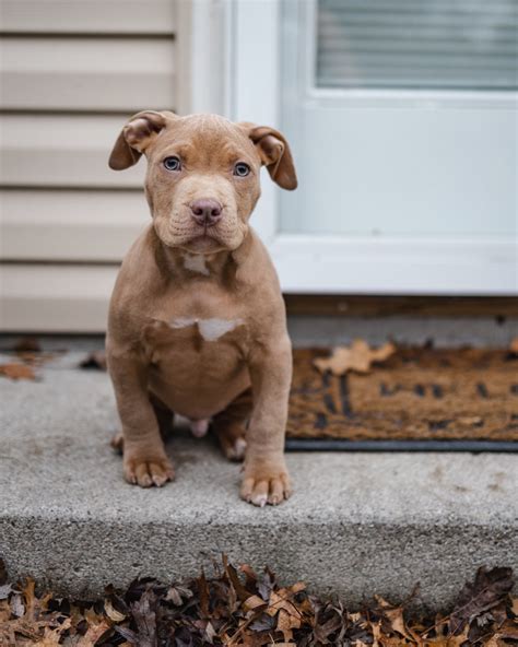 Pitbull Puppies - The Basics — Elite Veterinary Care