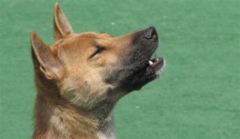 New Guinea's Mysterious Singing Dogs Are Not Extinct After All – As ...