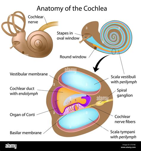 Cochlea Location In Ear