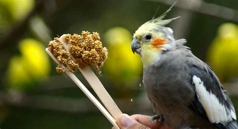 Best Cockatiel Food For Keeping Your Bird Healthy