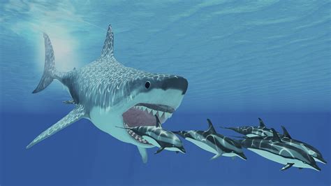 Great white sharks may have helped drive megalodons to extinction | Science News