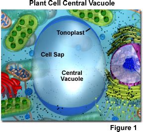 Molecular Expressions Cell Biology: Plant Cell Structure - Vacuoles