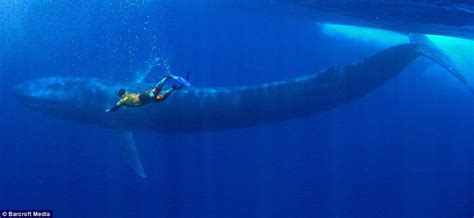 10 Astounding Facts About Blue Whales That Will Blow You Away