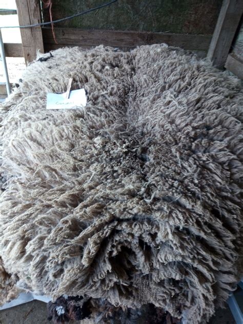 Shetland fleeces for sale | Shetland Sheep Society