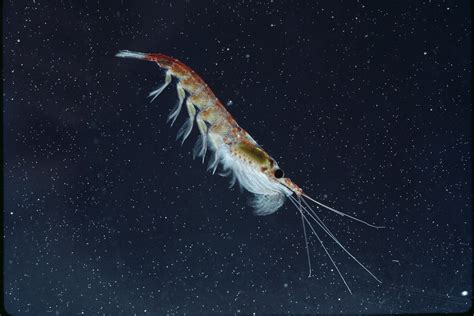 Antarctic Krill Swarm