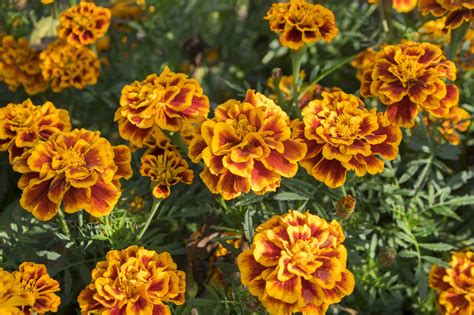 What Colors Do Marigolds Come In? A Comprehensive Guide - My Heart Lives Here