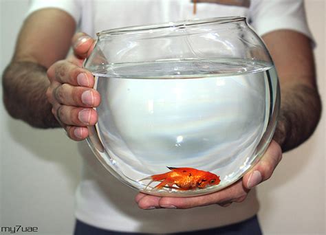 Essential Goldfish Care Guidelines - A little time investment leads to happy goldfish - Birthday ...