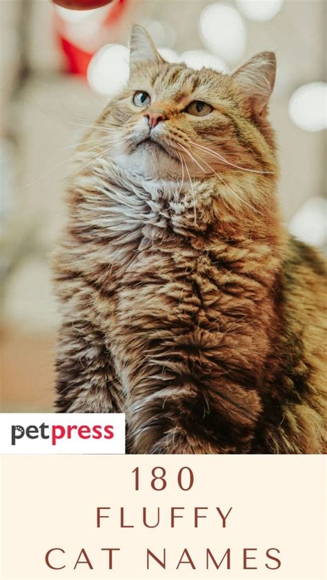 180 Fluffy Cat Names For Your Fluffy Kittens - PetPress