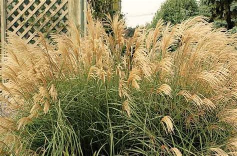 Top 10 Year-Round Perennials: Japanese silver grass, Miscanthus Sinensis, zone 4 to 9 ...