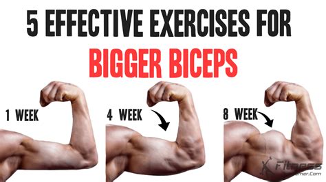 5 Effective Exercises For Bigger Biceps | Workout Planner