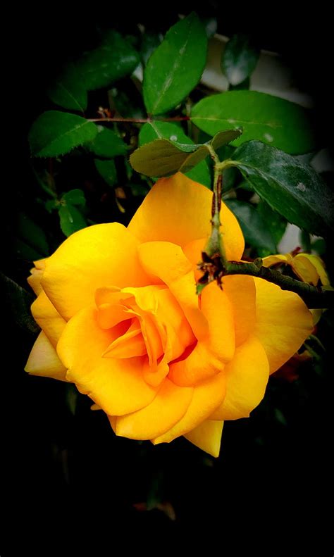 Yellow rose, love, petal, care, flower HD phone wallpaper | Pxfuel