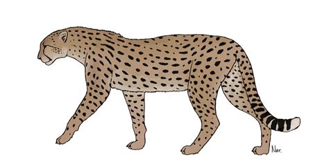 Acinonyx pardinensis recon by Sanciusart on DeviantArt