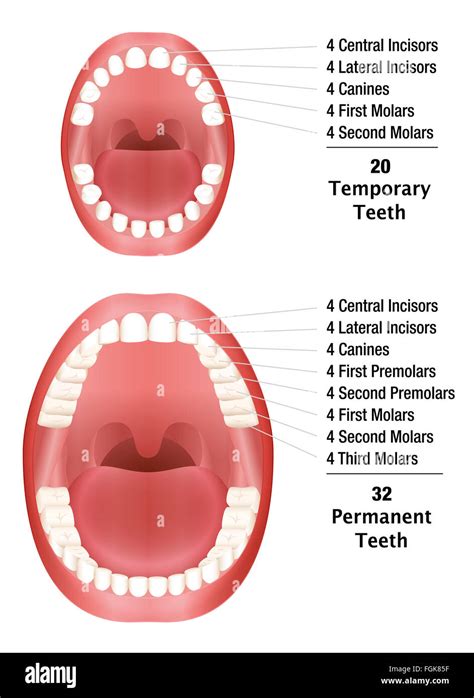 Temporary Teeth - Permanent Teeth - Number of milk teeth and adult Stock Photo, Royalty Free ...